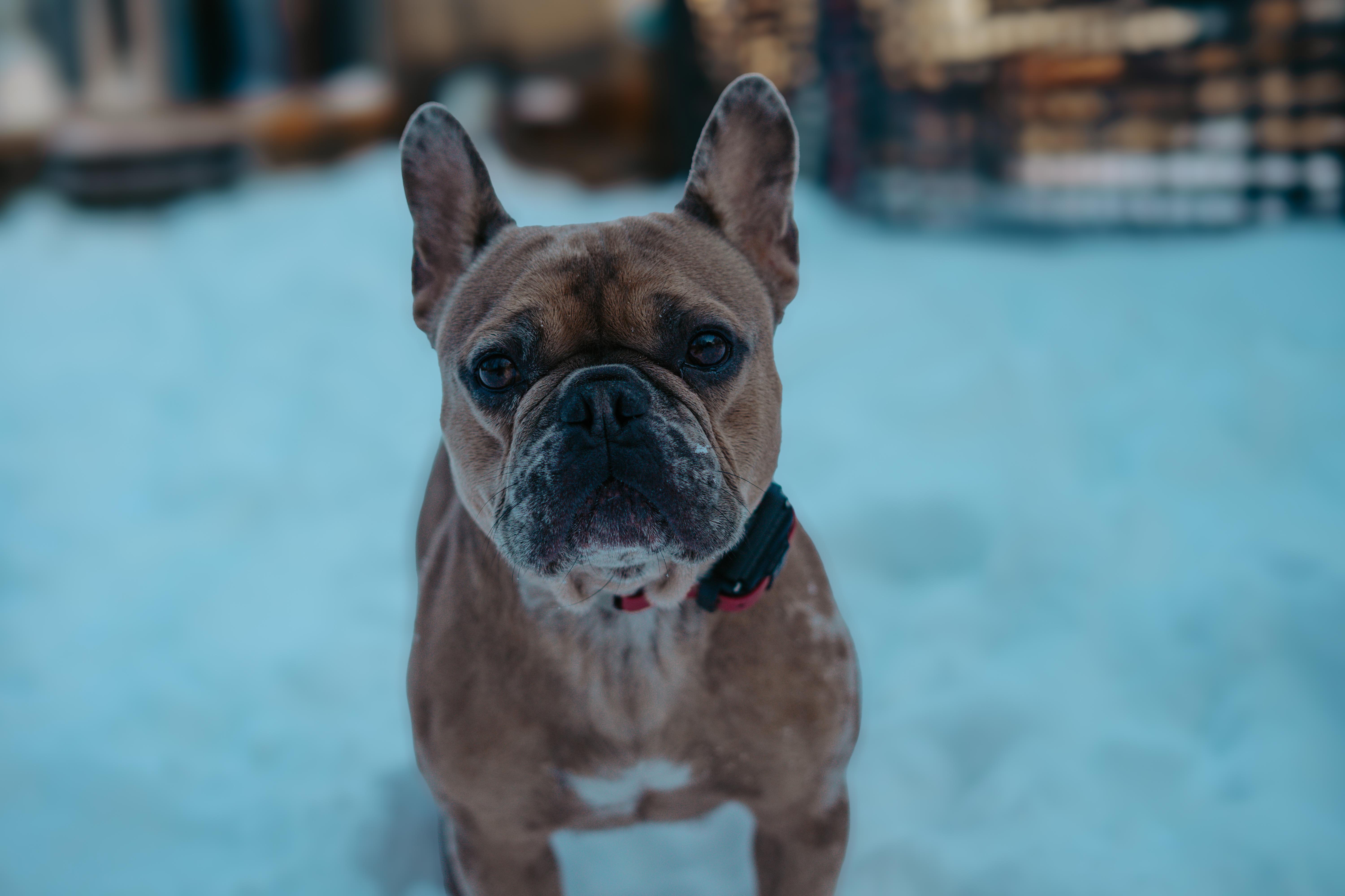 Dog running on a snowy field